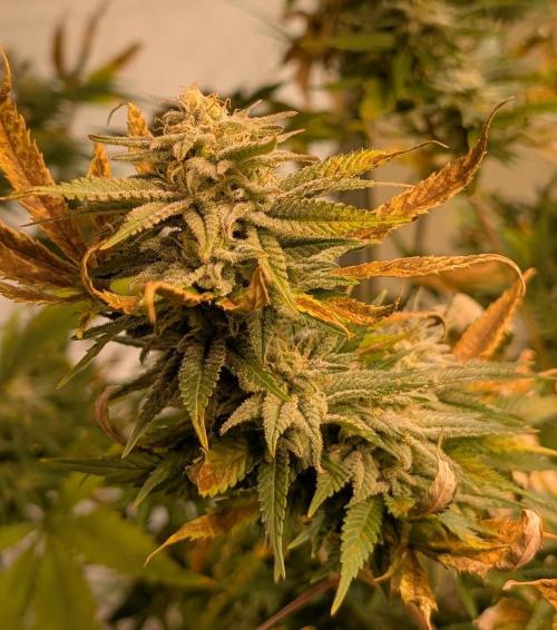 Hellfire OG. Week 22