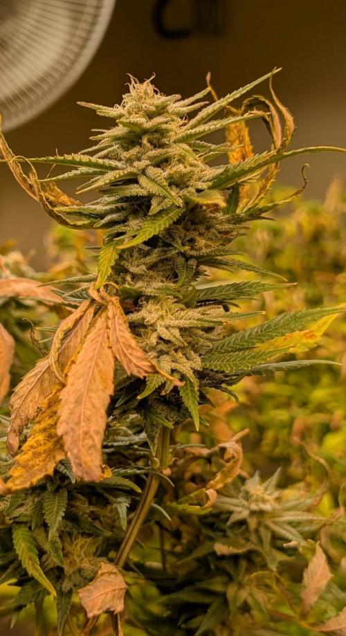 Hellfire OG. Week 22