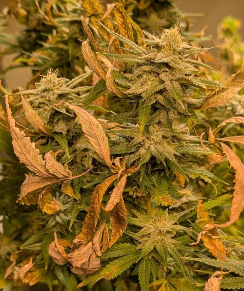 Hellfire OG. Week 22