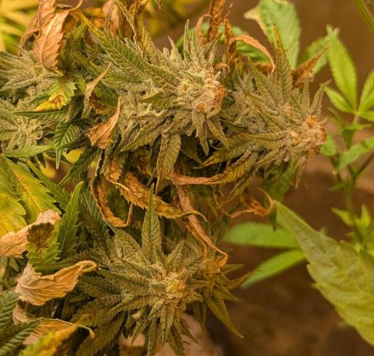 Hellfire OG. Week 22