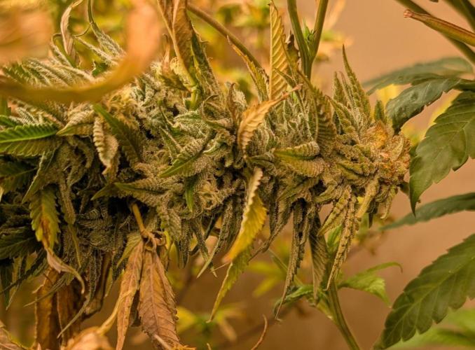 Hellfire OG. Week 22