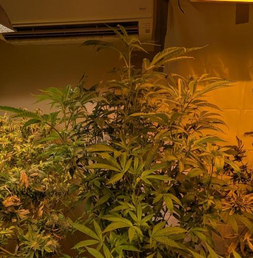 Pure Michigan. Week 22