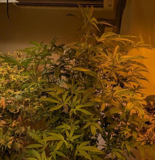 Pure Michigan. Week 22