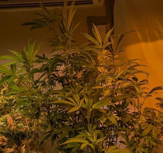 Pure Michigan. Week 22