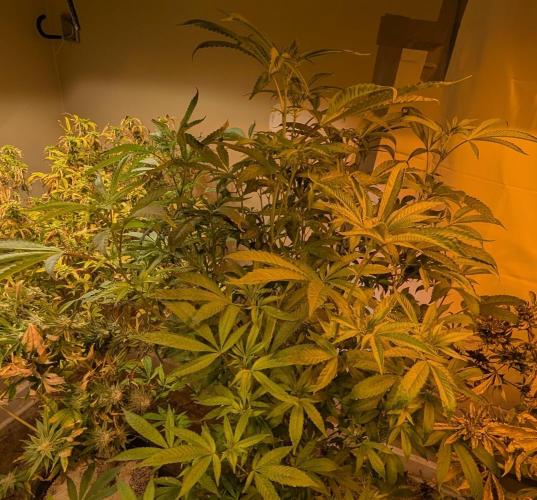 Pure Michigan. Week 22