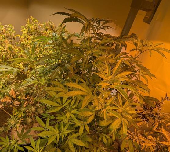 Pure Michigan. Week 22