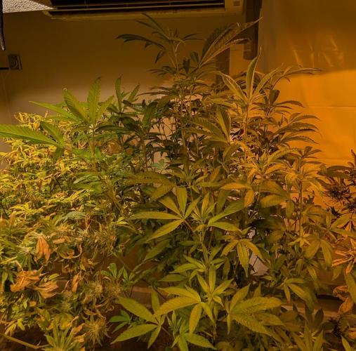 Pure Michigan. Week 22