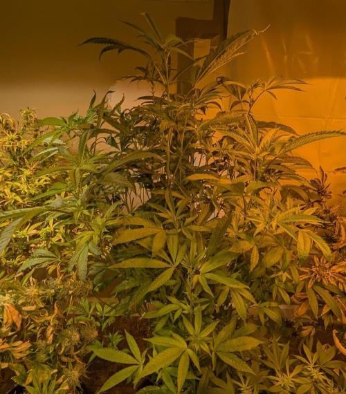 Pure Michigan. Week 22