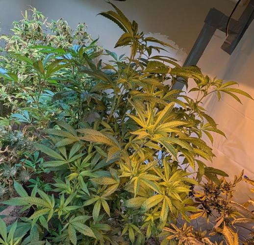 Pure Michigan. Week 22