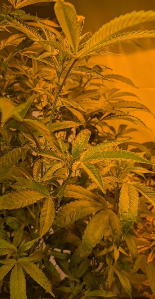 Pure Michigan. Week 22