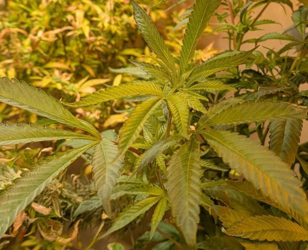 Pure Michigan. Week 22