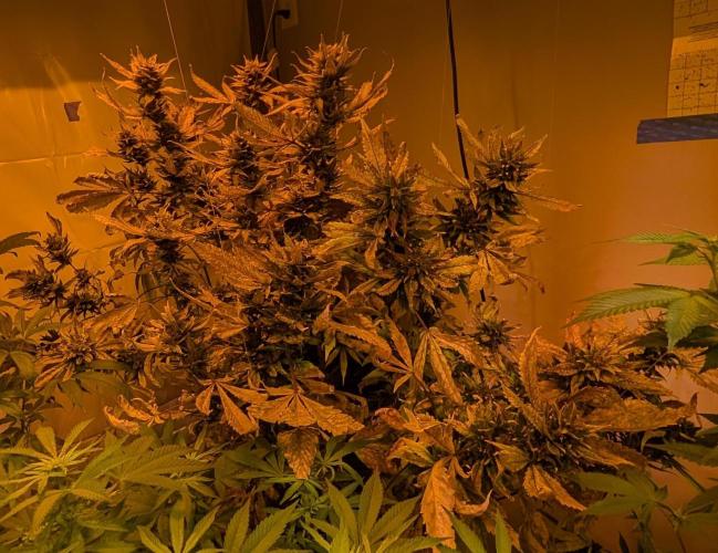 Red Mandarine. Week 22