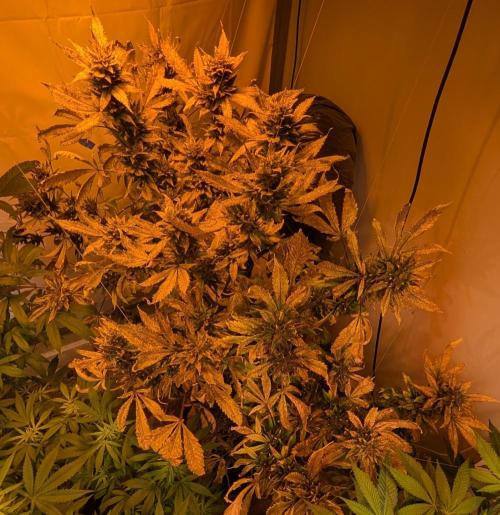 Red Mandarine. Week 22