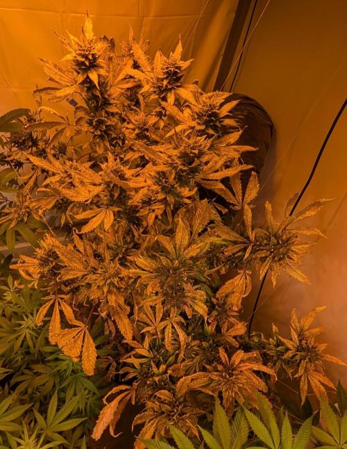 Red Mandarine. Week 22