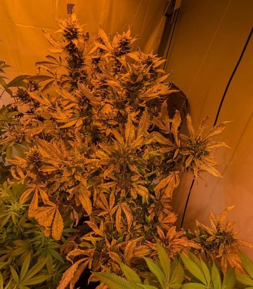 Red Mandarine. Week 22