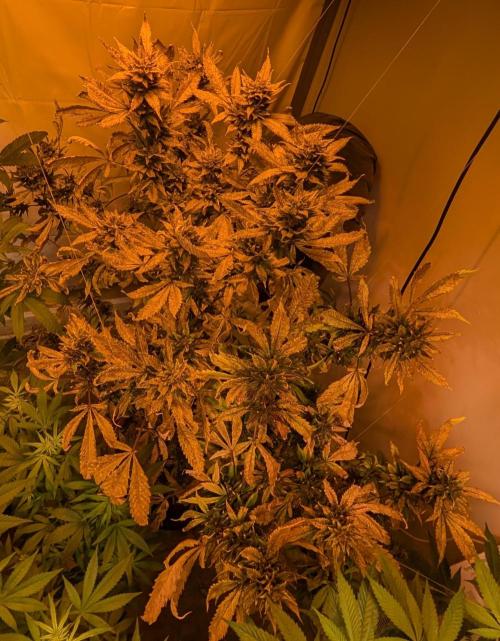 Red Mandarine. Week 22