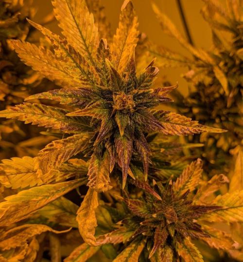 Red Mandarine. Week 22