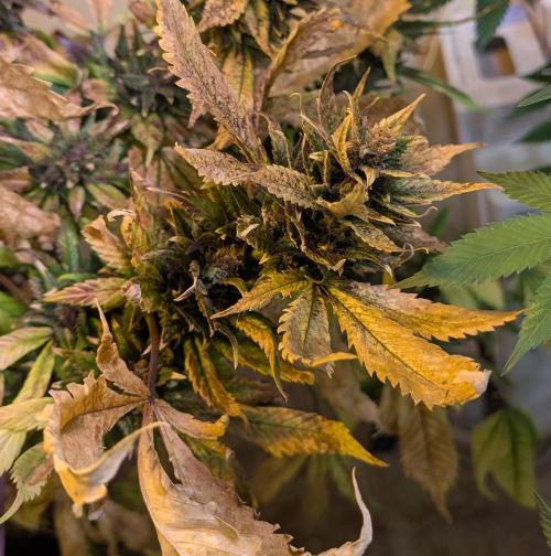 Red Mandarine. Week 22