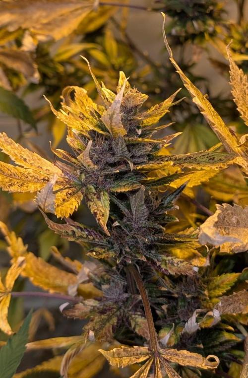 Red Mandarine. Week 22