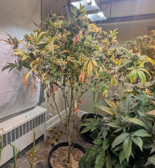 Cement Shoes. Week 25