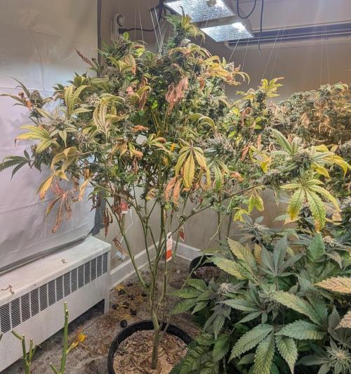 Cement Shoes. Week 25