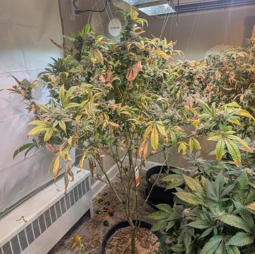 Cement Shoes. Week 25