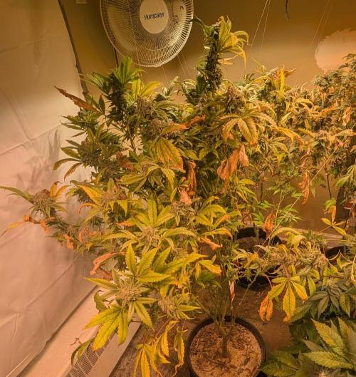 Cement Shoes. Week 25