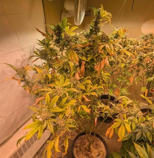 Cement Shoes. Week 25