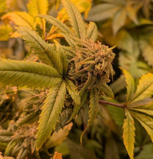 Cement Shoes. Week 25