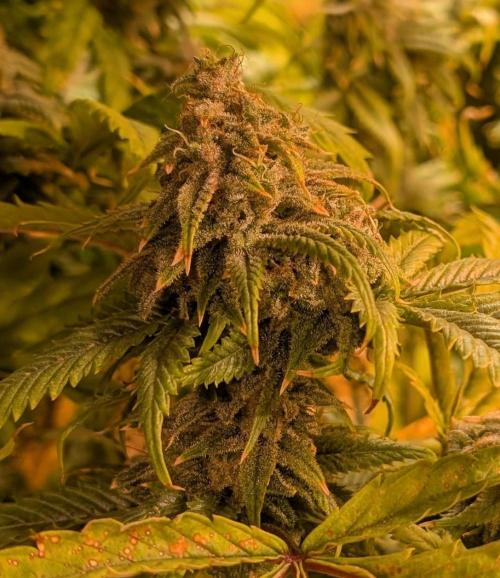 Cement Shoes. Week 25