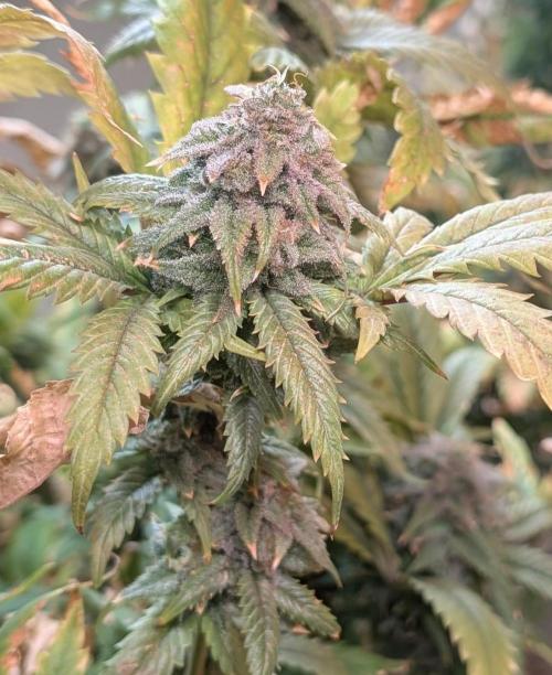 Cement Shoes. Week 25