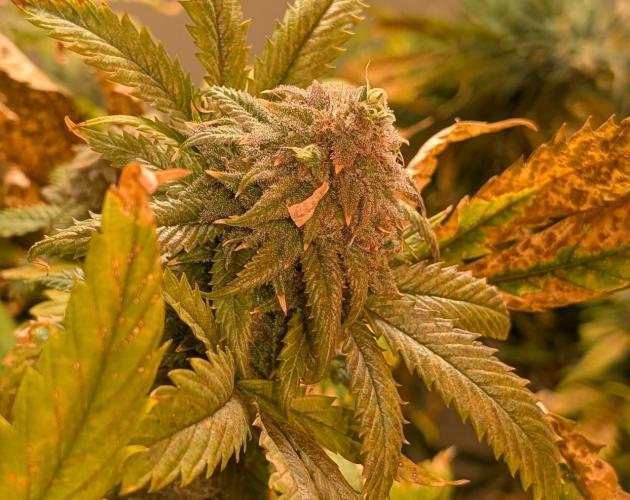 Cement Shoes. Week 25