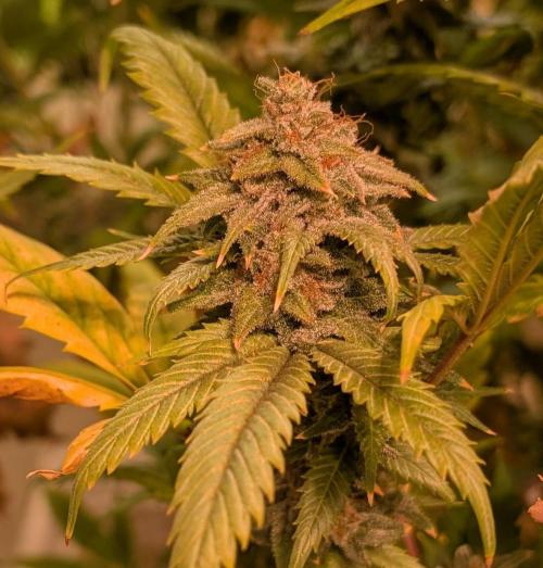 Cement Shoes. Week 25