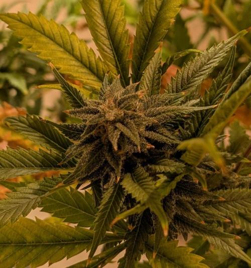 Cement Shoes. Week 25