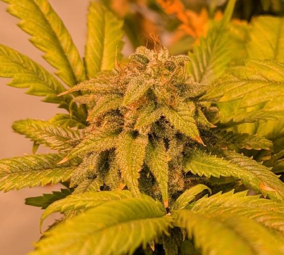 Cement Shoes. Week 25