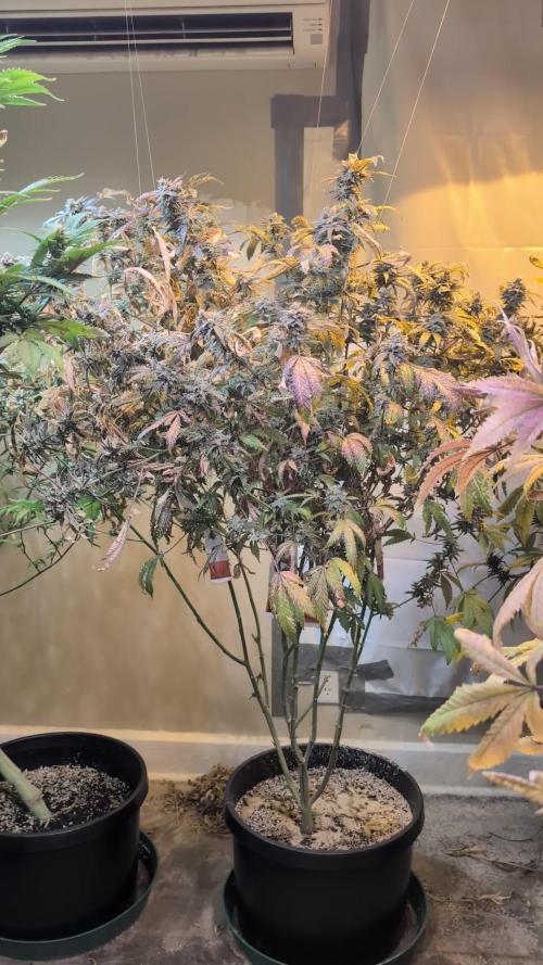 Grape Ape
