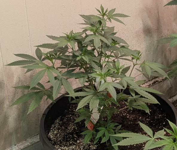 Permanent Marker. Week 10