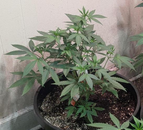 Permanent Marker. Week 10