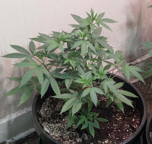 Permanent Marker. Week 10