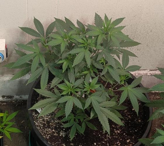 Permanent Marker. Week 10