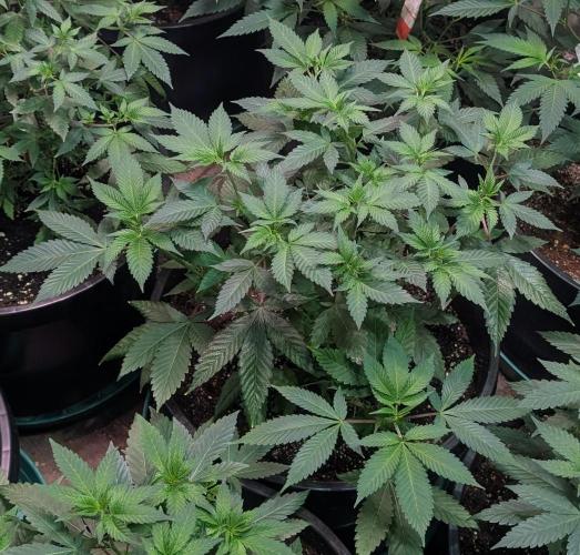 Fruity Pebbles. Week 10