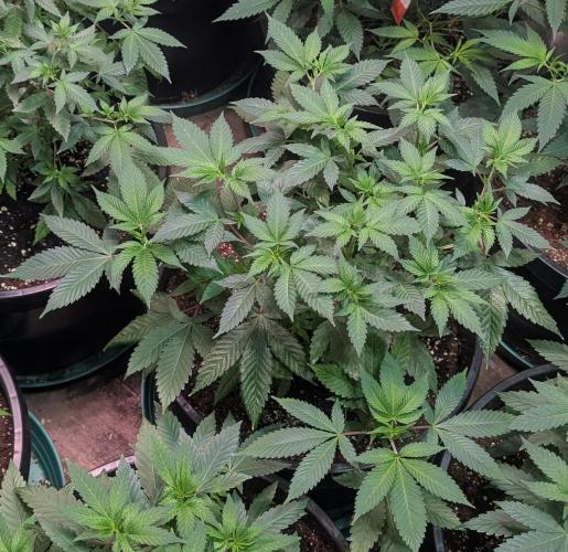 Fruity Pebbles. Week 10