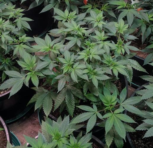 Fruity Pebbles. Week 10