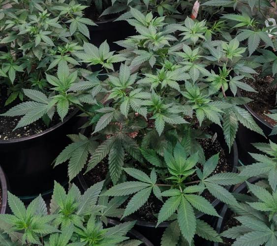 Fruity Pebbles. Week 10