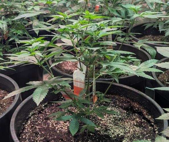 Cereal Milk. Week 10