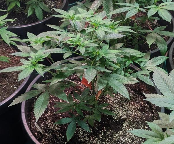 Cereal Milk. Week 10