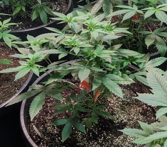 Cereal Milk. Week 10