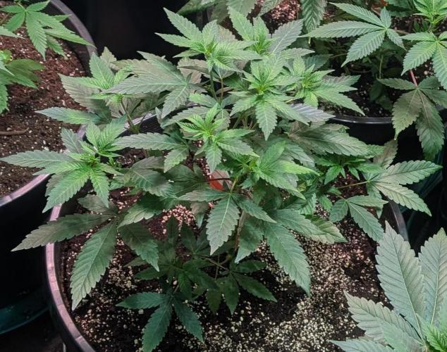 Cereal Milk. Week 10