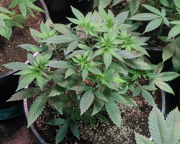 Cereal Milk. Week 10