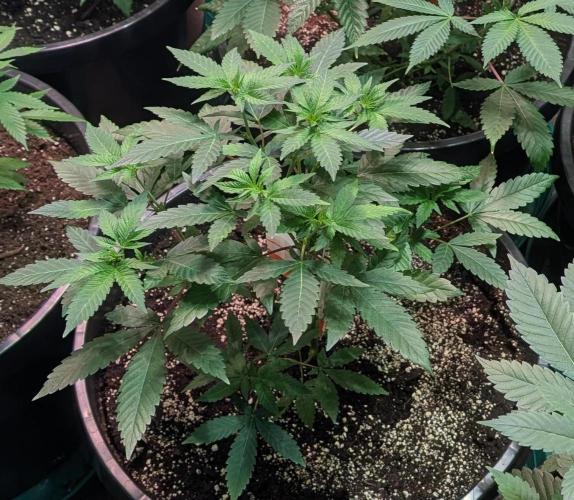 Cereal Milk. Week 10